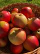 Manzanas Calibre 80-89 /Canadá. (20 Unidades).